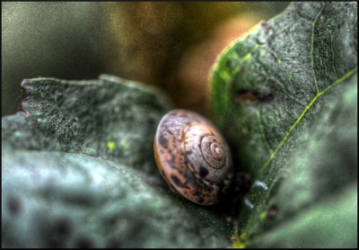 Schnecke.jpg