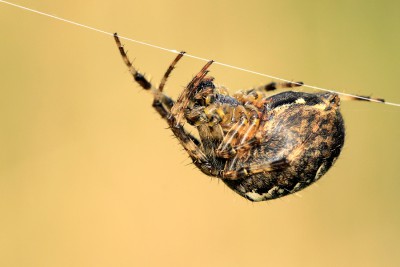 Spinne.jpg
