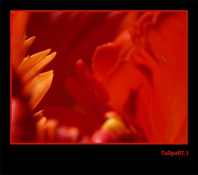Tulipa1 klein.jpg