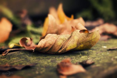 15896751655_5177623952_z[1].jpg