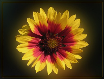 Kokardenblume.jpg
