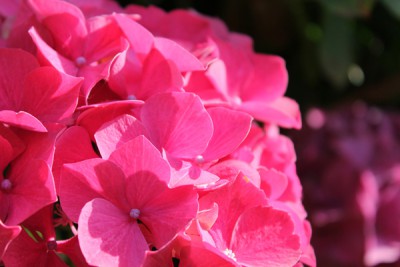Hortensie3.jpg