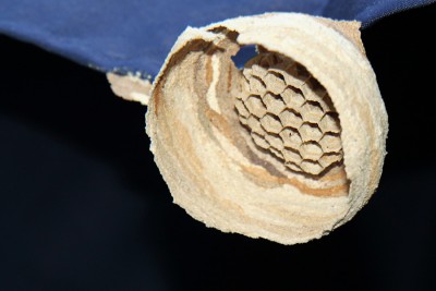 Hornissennest.jpg