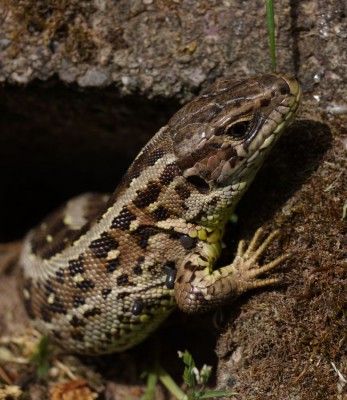 DSC07087.jpg