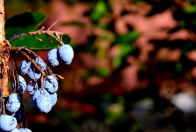 DSC_0127.JPG