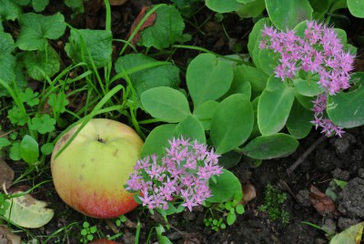2015-09-apfel.jpg