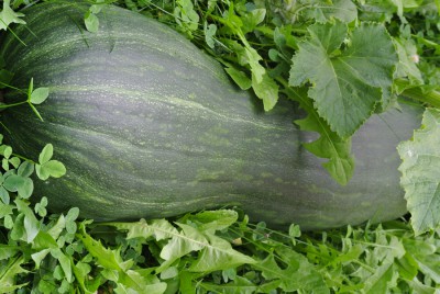 2015-09-kuerbis-gruen.jpg