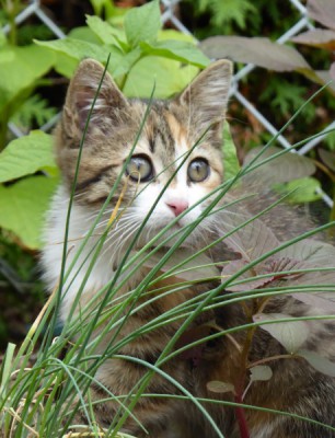 Garten-Tiger.JPG