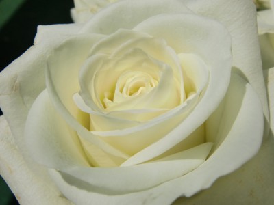 Rose.jpg