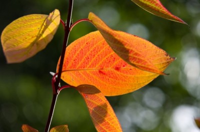 Herbstblatt.jpg