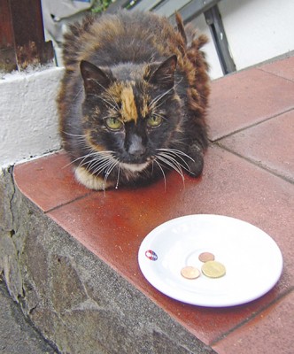 +DSC06739 katze.jpg