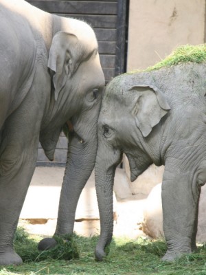 100627_2940_Hagenbeck.JPG