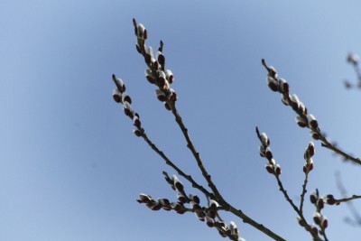 ChallengeFrühling1.JPG