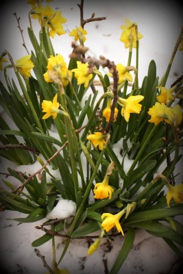 Frühling 2013.JPG