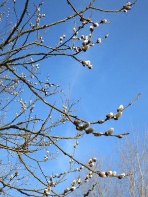 Fruehling.jpg