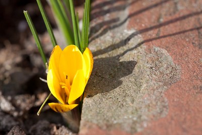 Frühlingserwachen.jpg
