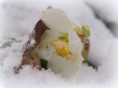 Eisblume.jpg