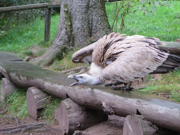 Gänsegeier.JPG