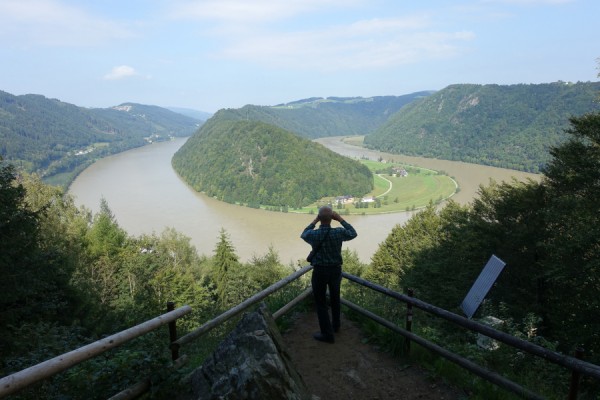 Donauschlinge.JPG