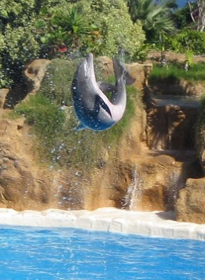 Loro Park.jpg
