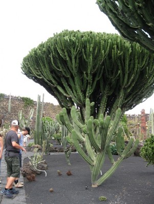 Kaktusgarten 1.jpg