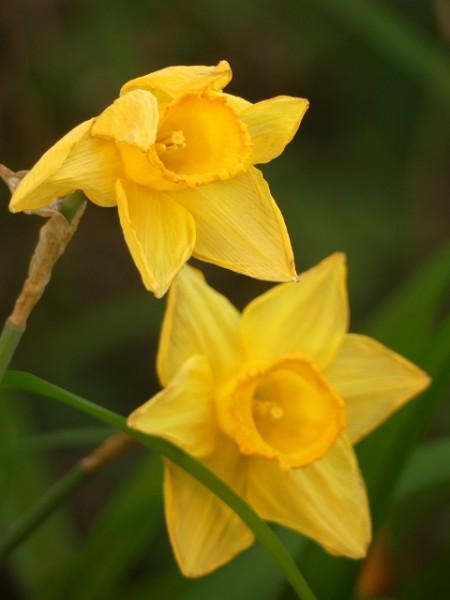 X-Mas-2 Narzisse.JPG