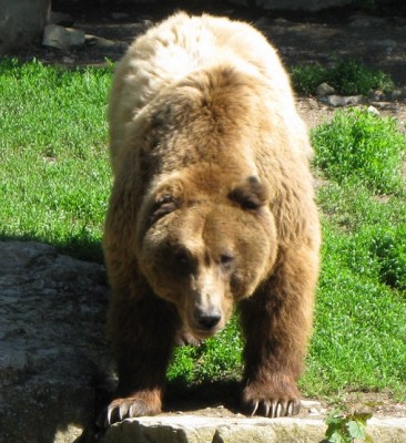 Braunbär.JPG