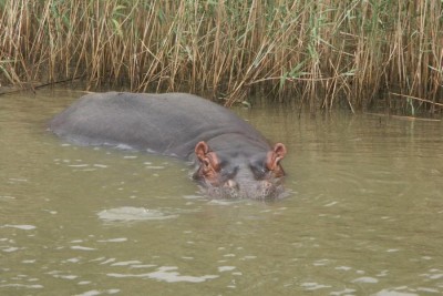 201012_Nilpferd.JPG