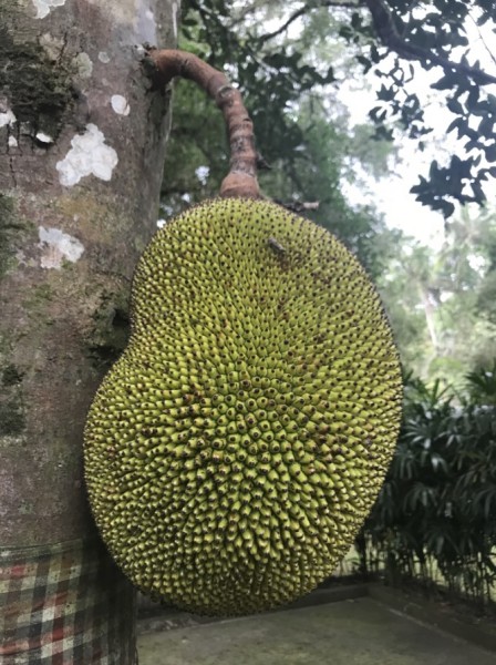 bali.jpg