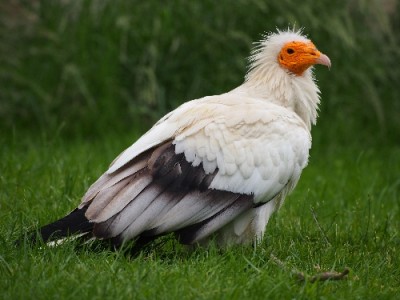 Vogel.jpg