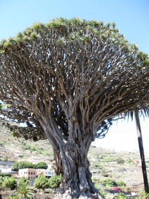 Drachenbaum 10.jpg