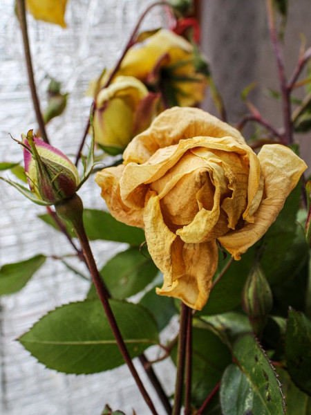 Gelbe_Rose.jpg