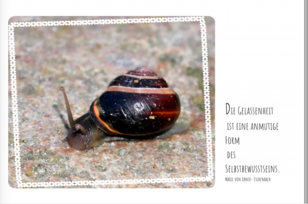 schnecke.png