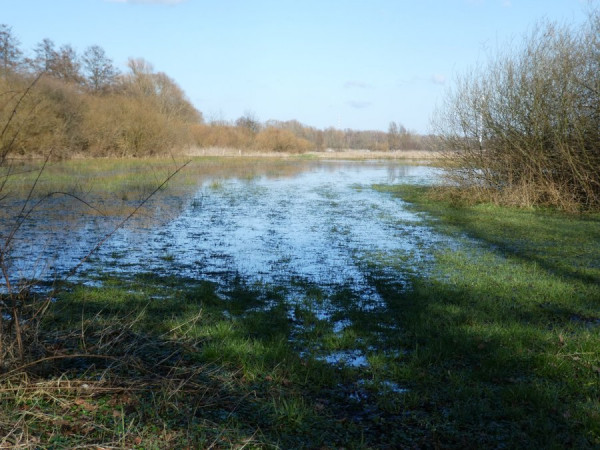 Wasserlache.JPG