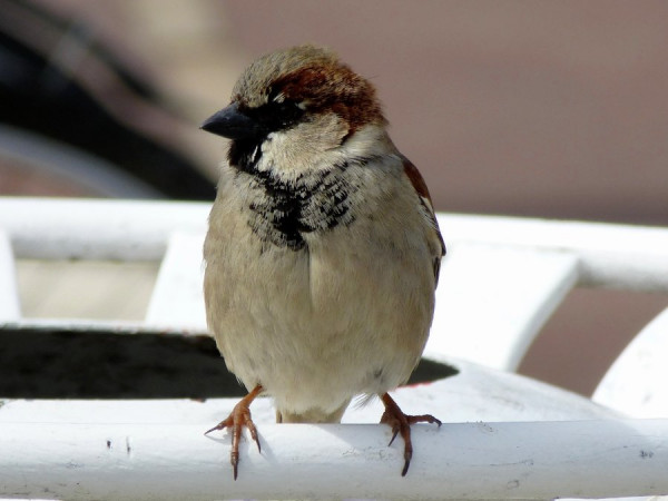 spatz_arcachon.jpg
