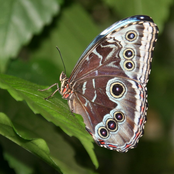 2011-09-11_7746_BlauerMorphofalter.JPG