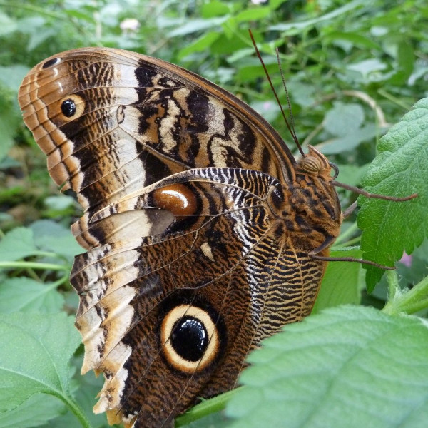 2011-09-11_P0219_Bananenfalter.JPG