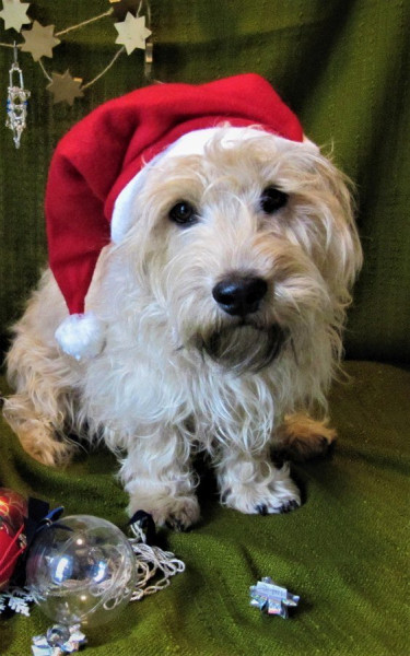 Weihnachts-Bär.JPG