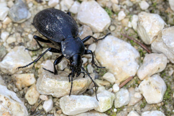 Lederlaufkäfer.jpg