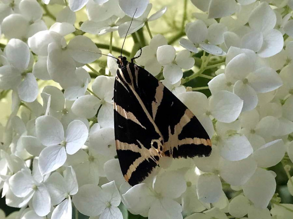 Close_up_6.JPG