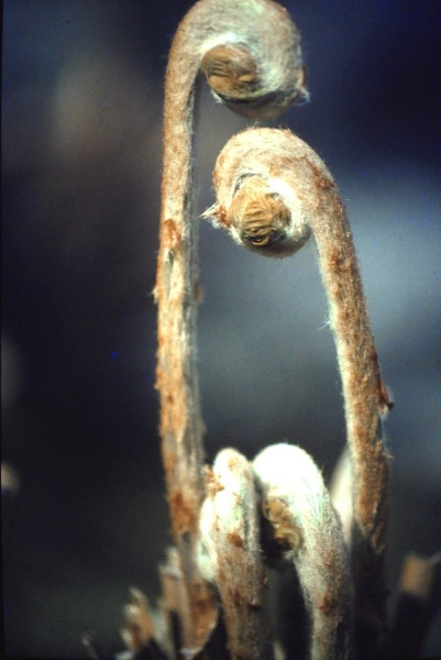 1984-04-29_115_Farn.JPG