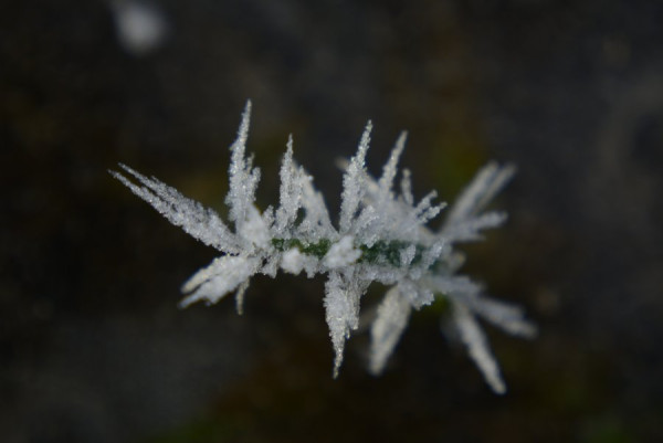 Winter (19).JPG
