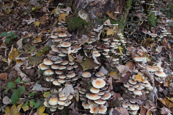 Pilzdurcheinander.JPG