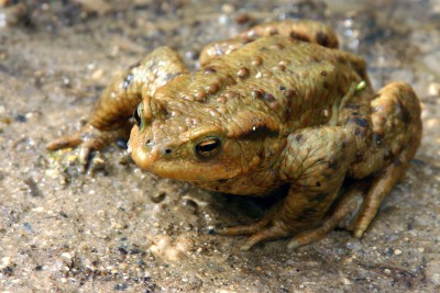 Kröte.jpg