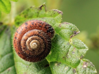 Haarschnecke.jpg