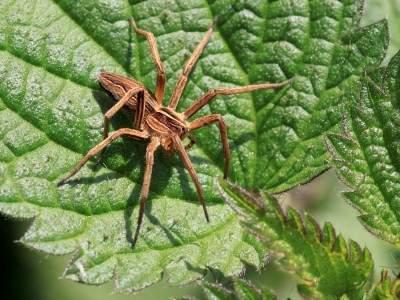 Listspinne.jpg