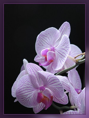 Orchidee.jpg