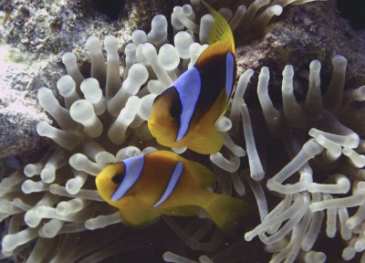 clownfisch.jpg
