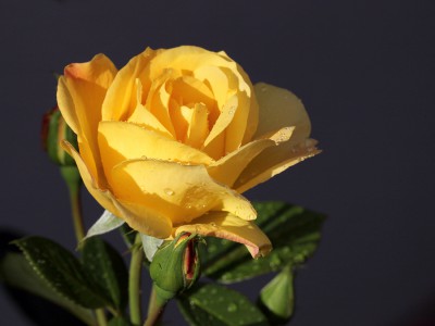 Rose.jpg