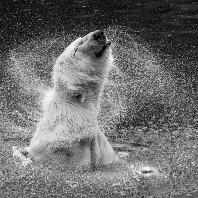 Eisbär.jpg